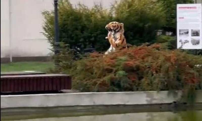 כבר אין על מה להתאמן: בגן החיות תרגלו בריחת נמר מהכלוב