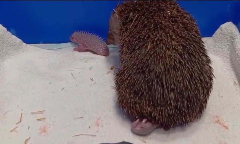 תיעוד מתוק: קיפודה ושלושת גוריה שוחררו לטבע