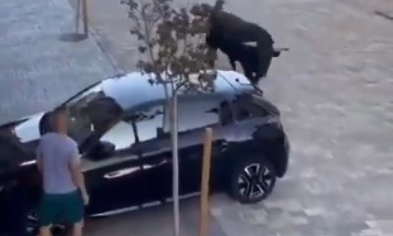 בהלה בספרד: שור שנמלט מפסטיבל התפרע ברחובות ונגח ברכבים